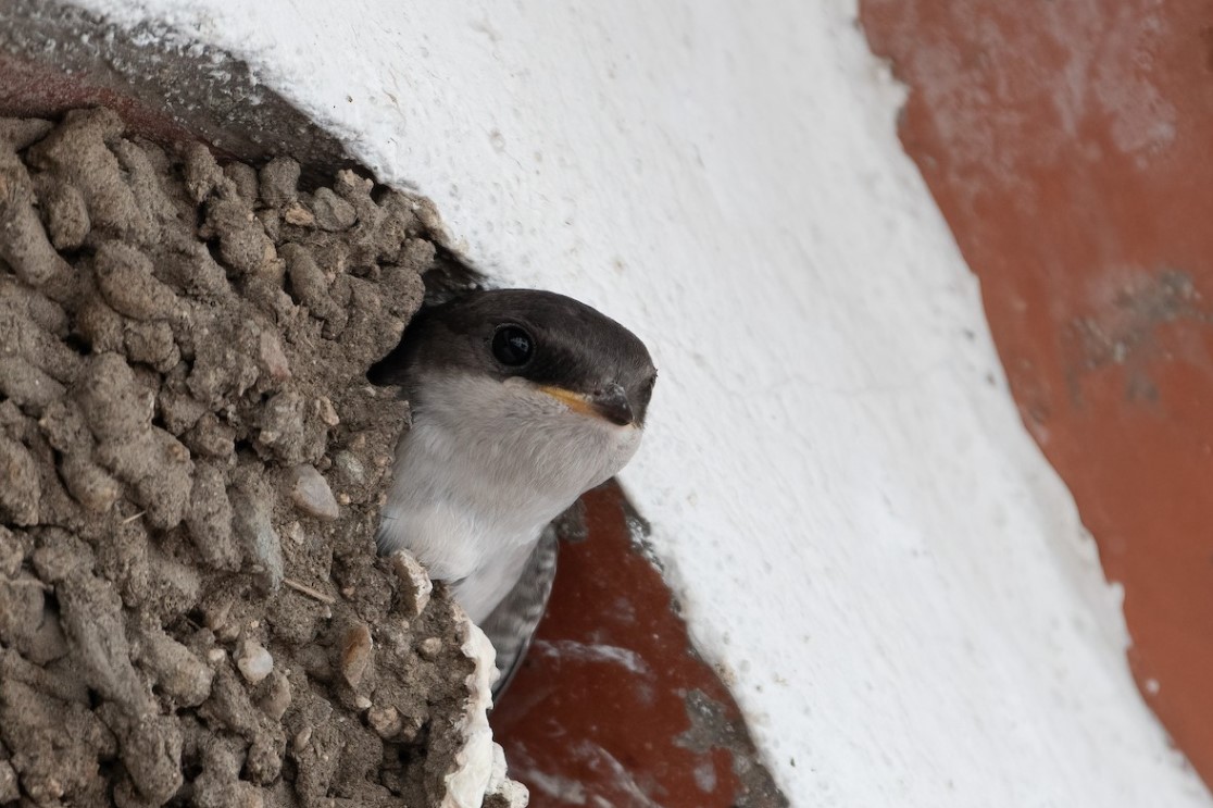 Chuvas em Novembro, Natal em Dezembro, andorinhas em Janeiro