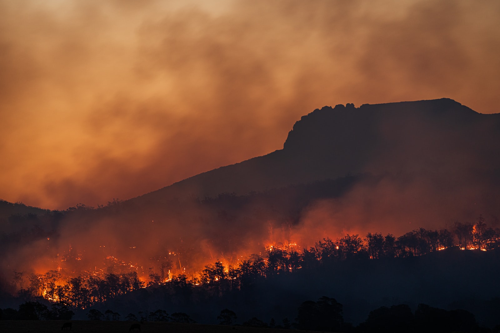 Serra da Estrela transformou-se numa cordilheira do fogo: desde o início do século já ardeu quase toda