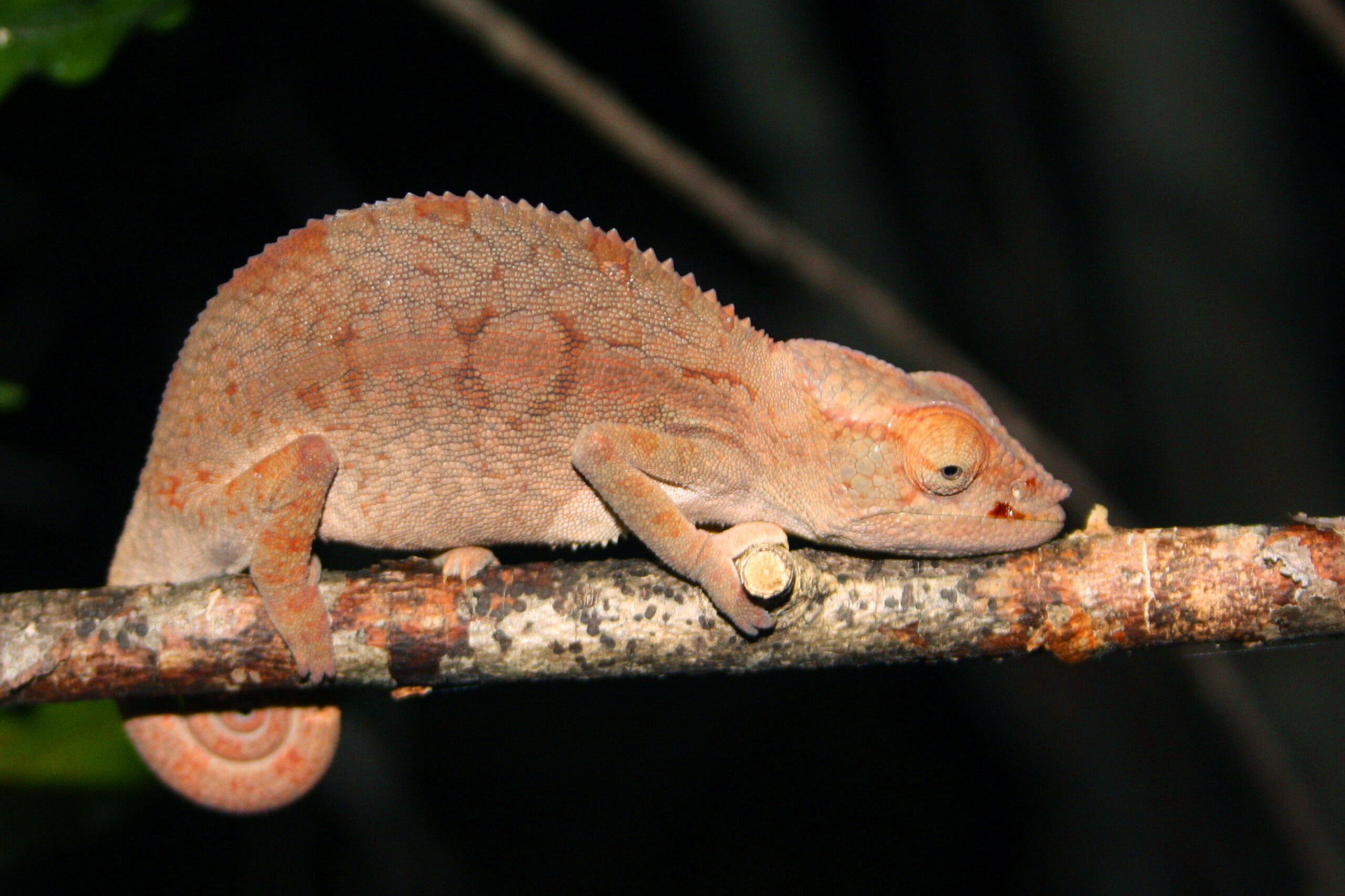 O silêncio dos inocentes