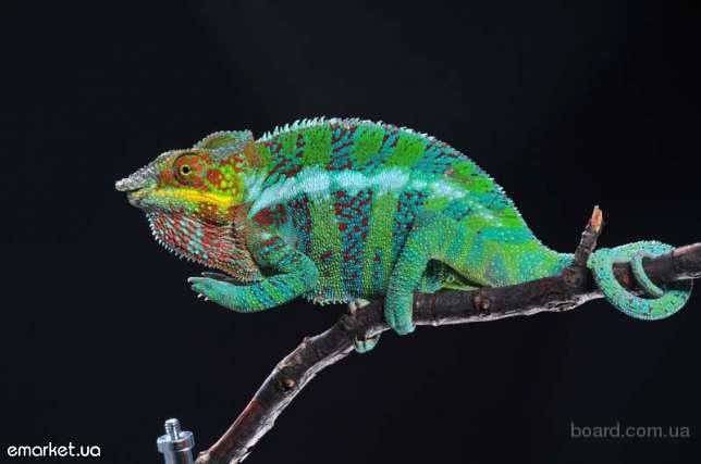 The house always wins