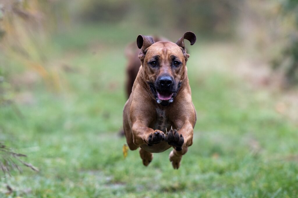 rhodesian ridgeback, running dog, flying dog
