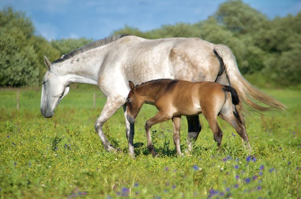Quinta de luxo do Banco de Portugal custa 1,3 milhões em manutenção de espaços verdes