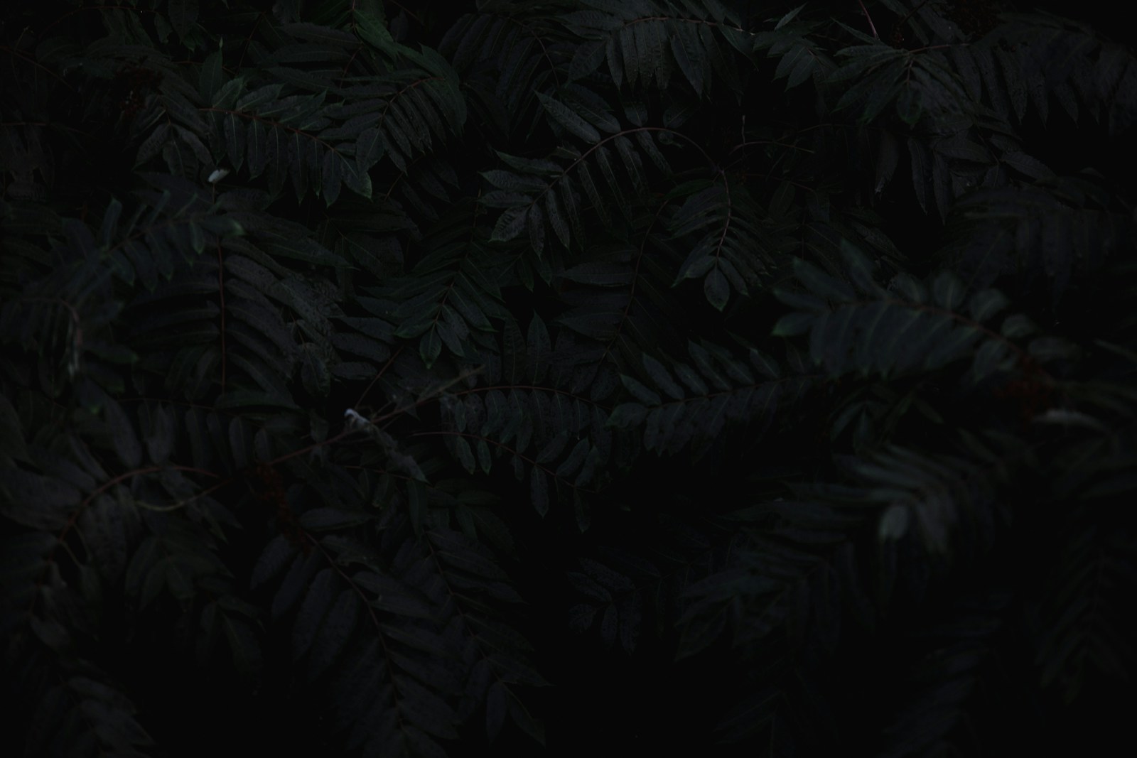 Sobre o infame comunicado da Comissão da Carteira Profissional de Jornalista