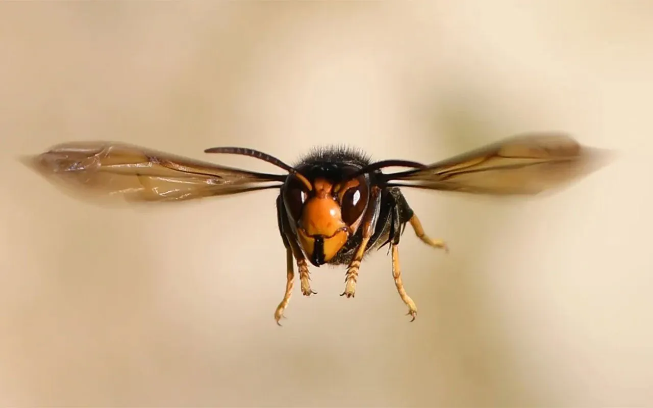 Combate à vespa-asiática já custou 11 milhões de euros