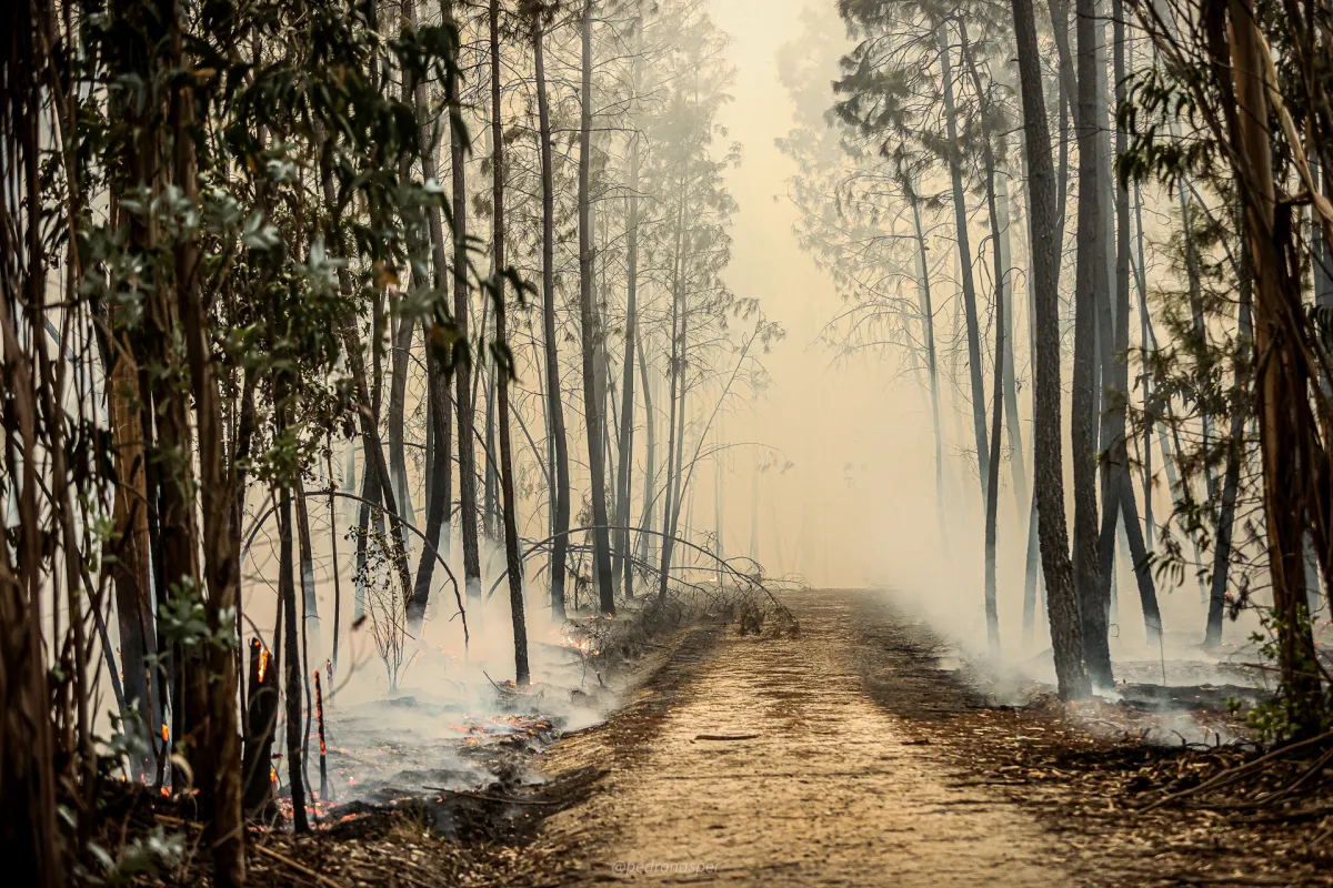 Com 142.234 hectares, 2025 entra no mapa negro: já é o pior ano desde 2017