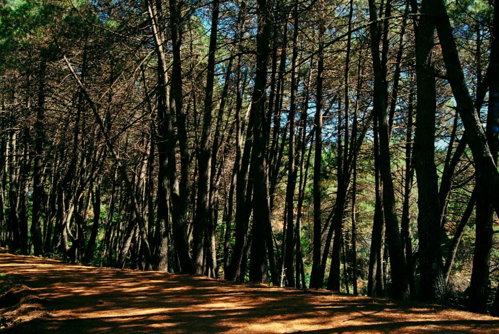 Tall trees create a dense forest scene.
