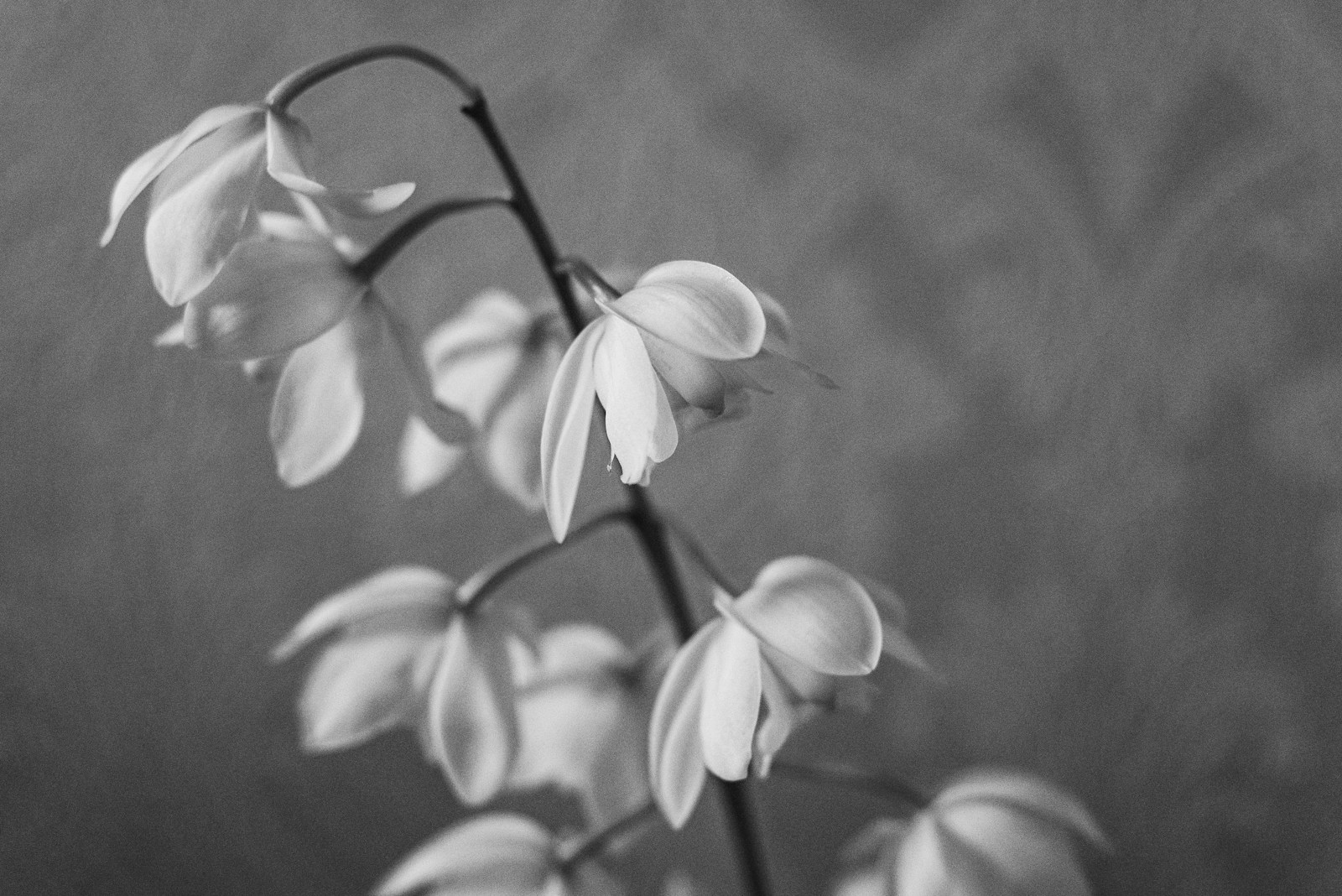 Flores tristeza