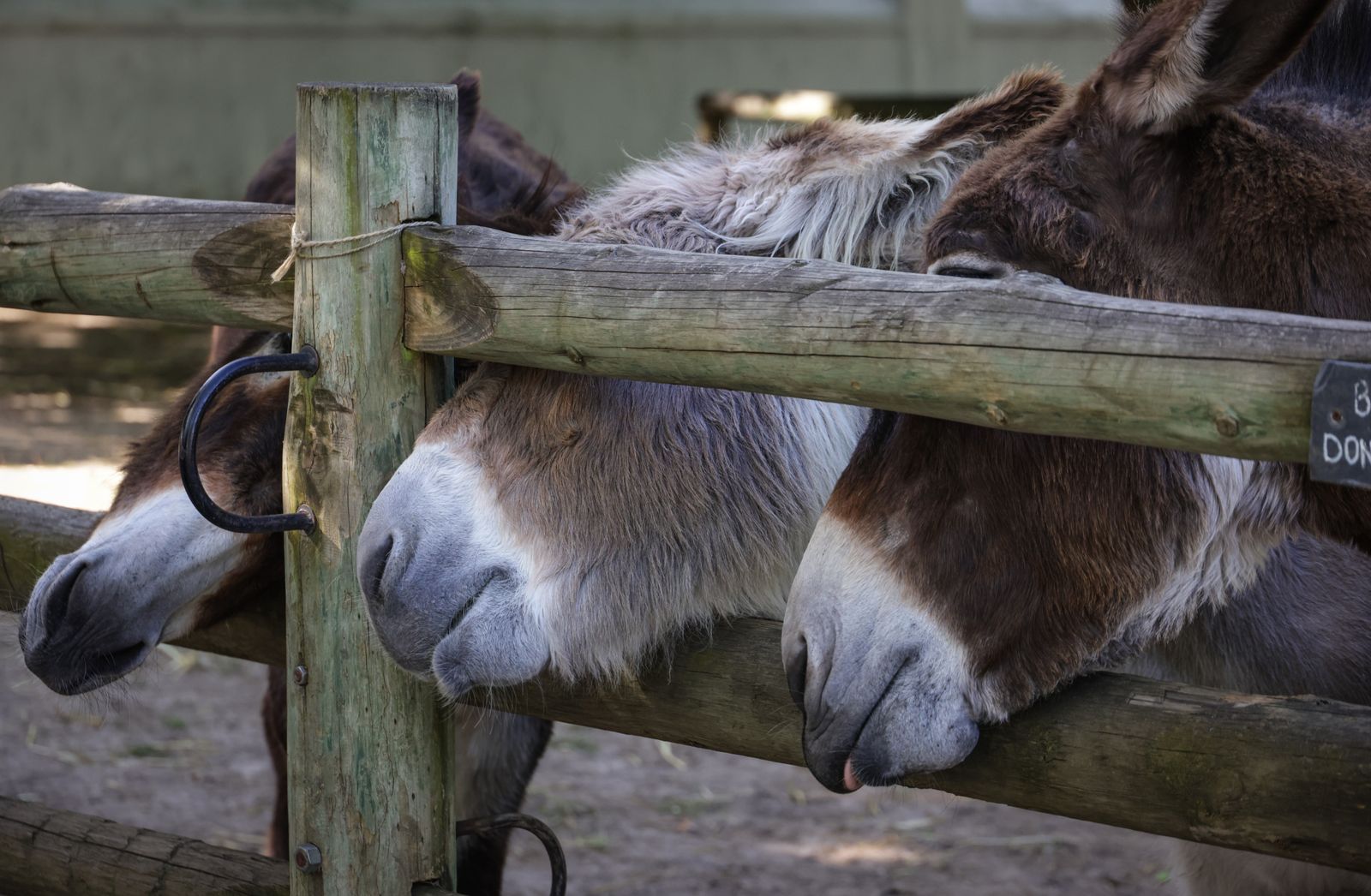 Three cute donkeys resting their heads on a wooden farm fence, enjoying a quiet moment.