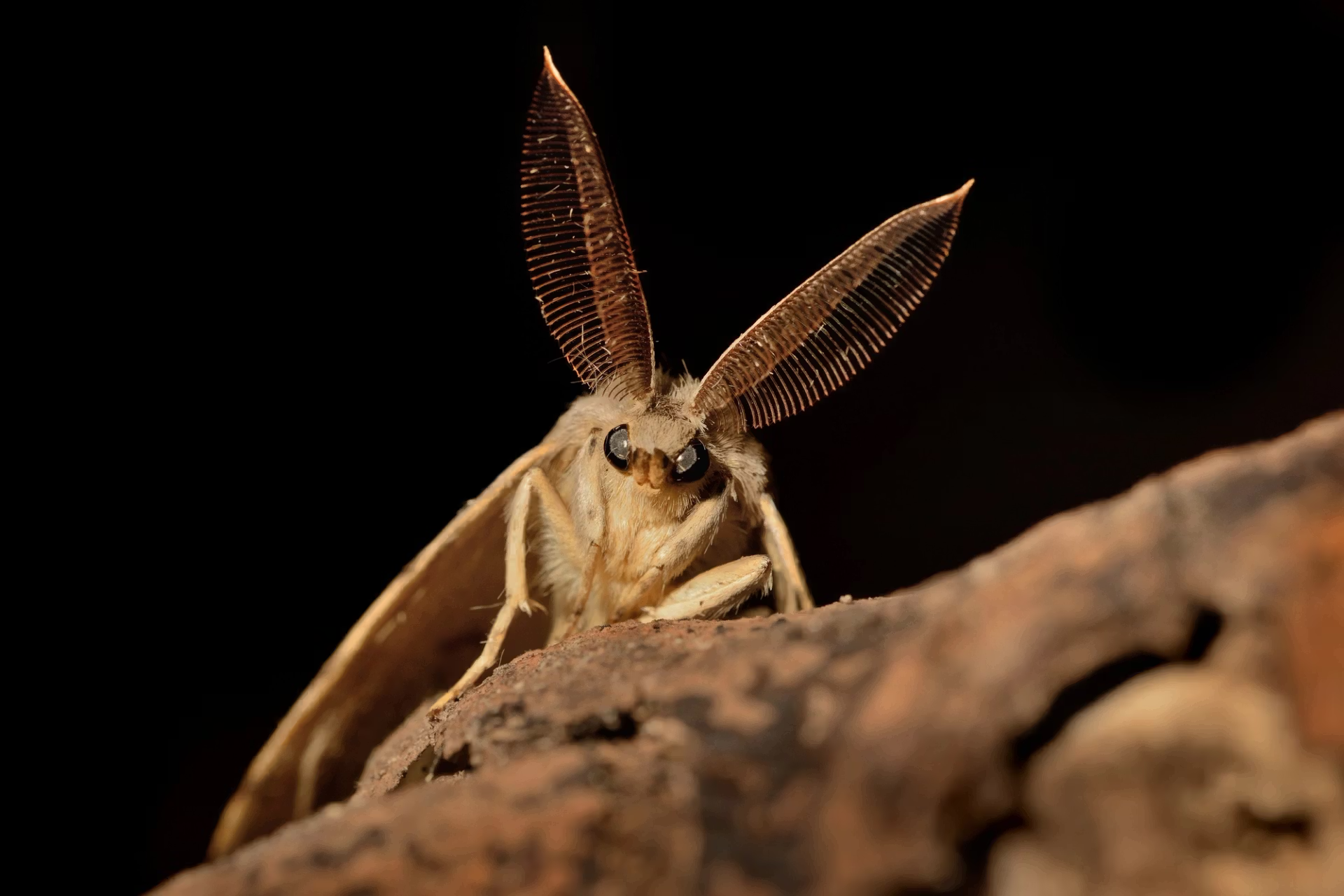 Memória de desastres ecológicos (que não precisaram da licença do ICNF)