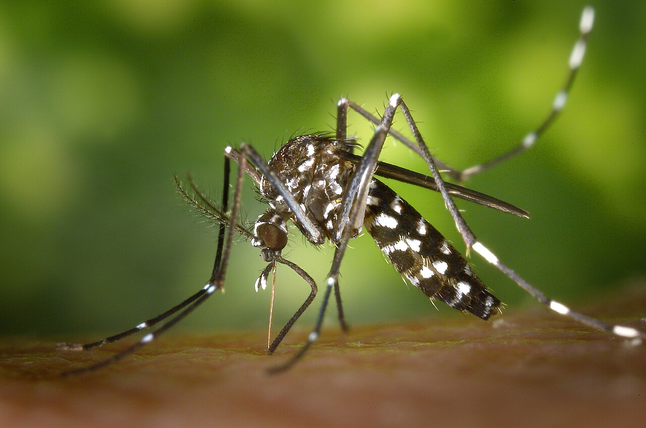 Largada de 90 mil mosquitos-tigre-asiáticos em Lisboa pelo INSA terá sido feita à margem da lei